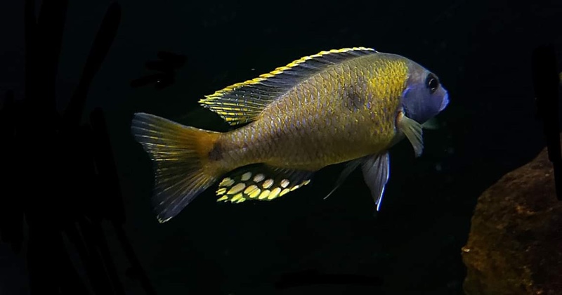 Naevochromis chrysogaster